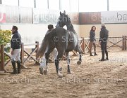 Berlin dei Folletti TosTour2013- S5 3019 : Arezzo, Arezzo Equestrian Centre, Berlin dei Folletti, Cavalli d'Italia, Toscana Tour 2013, foto di Stefano Secchi ©